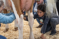 January 10, 2025: Senator Patty Kim attends the 2025 Farm Show and participates in the Celebrity Cow Milking Contest.