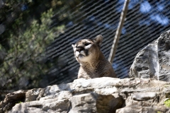ZooAmerica Tour